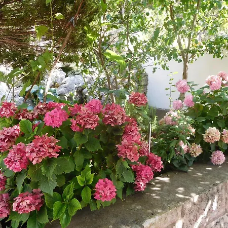 Ivancevic * Medvinjak